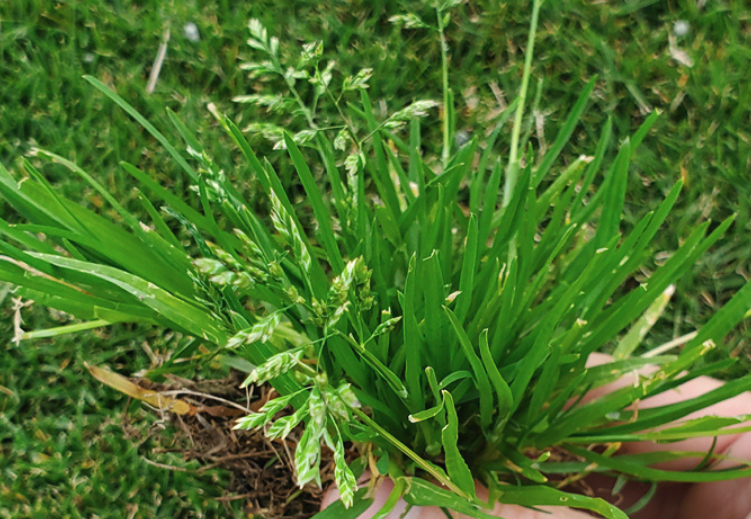 怎么根據日照條件選擇牧草種植?