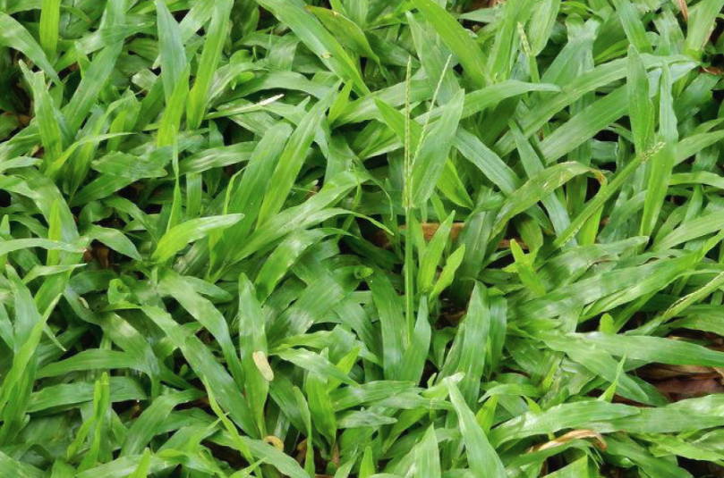 牧草怎么選擇適宜草種?