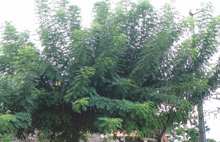 格力豆的修剪維護時機和方法?