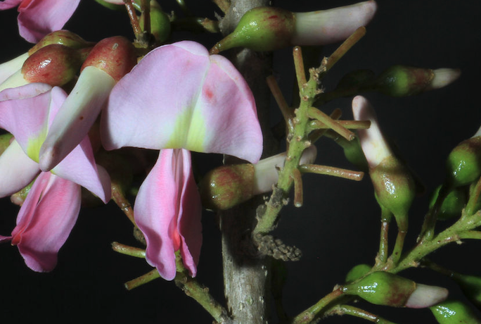什么溫度和濕度適合格力豆發芽?