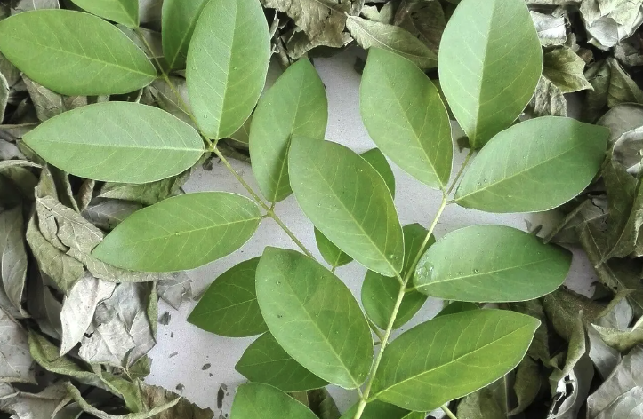 格力豆的繁殖方式有幾種?