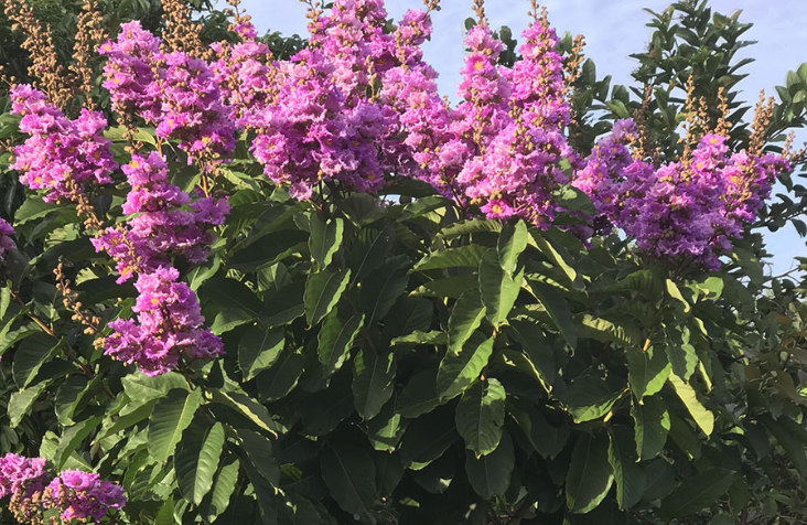 滿堂紅可以在鹽堿土壤栽種嗎?