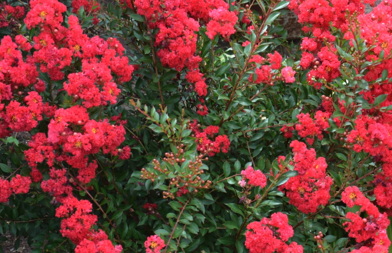 滿堂紅的花語是什么?