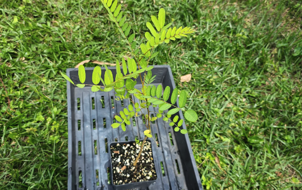 紫穗槐的生態(tài)習(xí)性介紹?