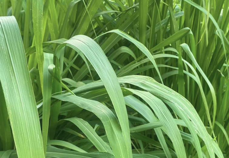 象草收割后怎么處理保存?