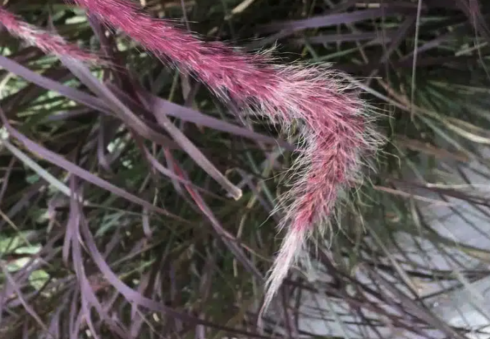 象草可以用來改良土壤嗎?