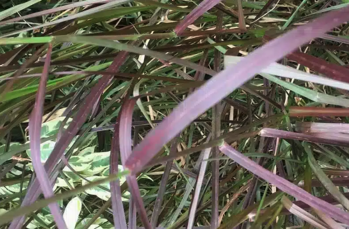 象草對生長環(huán)境有什么要求?