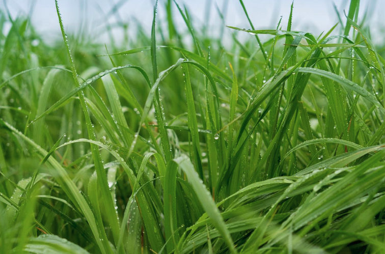 牧草土壤施用尿素有什么好處?