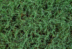 <strong>牧草施用無(wú)機(jī)肥的好處有哪些？</strong>