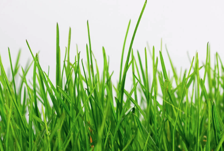 鉀可以提高牧草光合作用強度嗎?