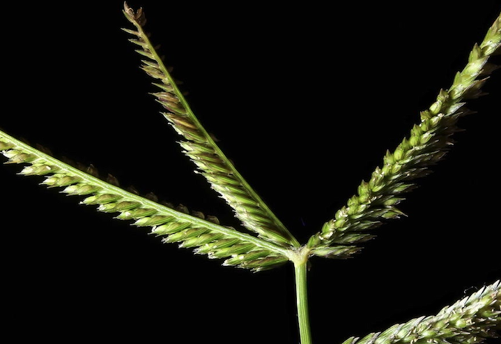 牛筋草怎么處理可以食用?