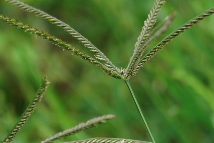 牛筋草可以抗菌消炎嗎?