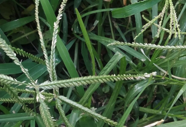 牛筋草有什么藥用價值?