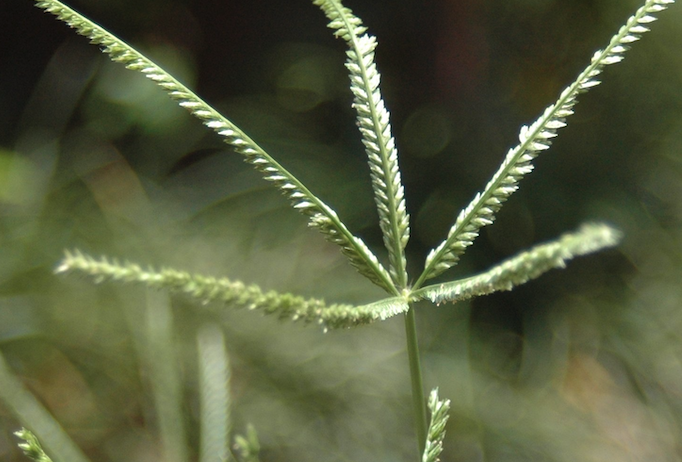 牛筋草的再生能力怎么樣?