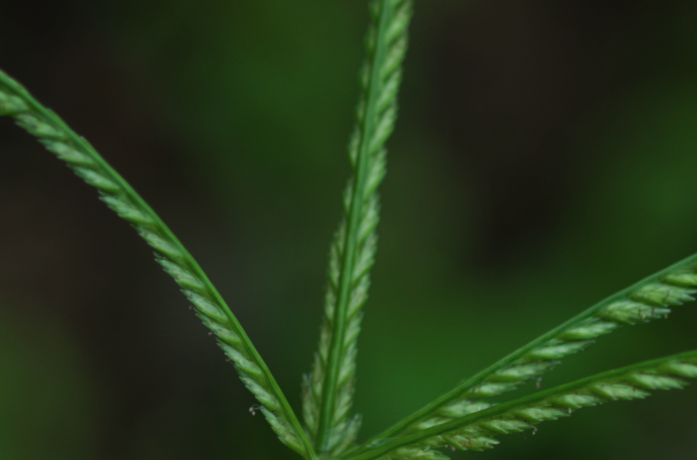 牛筋草的營養(yǎng)價值怎么樣?