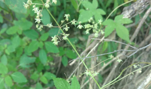 葎草怎么處理可以用來消炎?