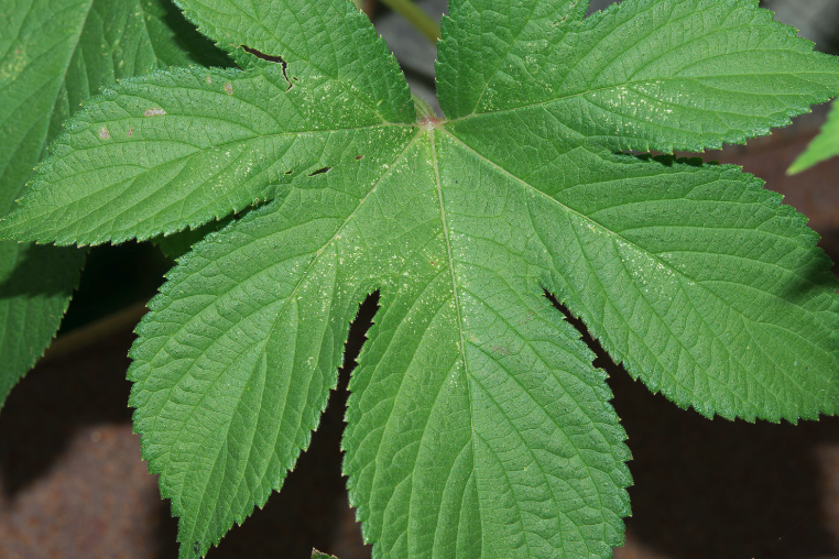 葎草怎么處理可以用來消炎?
