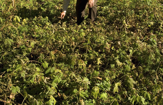 葎草的價值和用途?