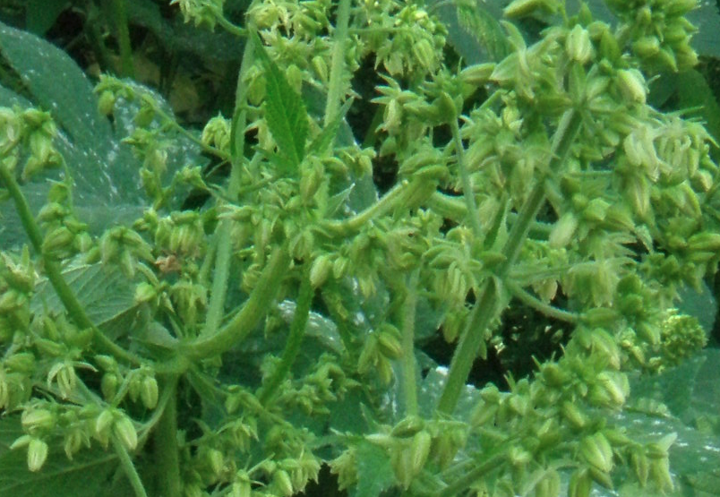 葎草對生長環(huán)境有什么要求?