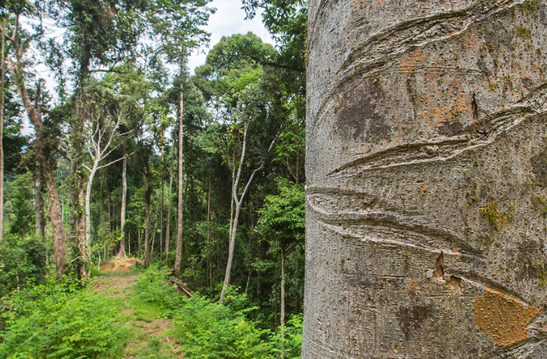 箭毒木作箭對獵物的殺傷力,毒素會通過獵物傳播給人嗎?