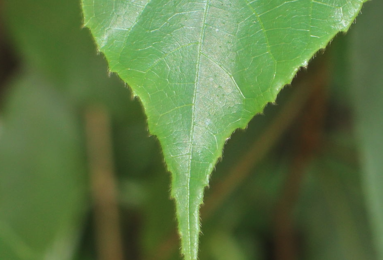 箭毒木對生長環(huán)境有什么要求?
