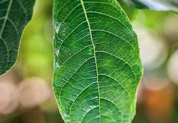 箭毒木的生態(tài)習(xí)性介紹?