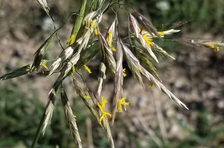 無芒雀麥對牲畜的適口性怎么樣?