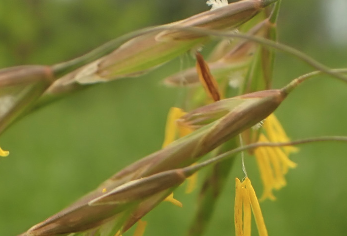 無(wú)芒雀麥的消化性能怎么樣?