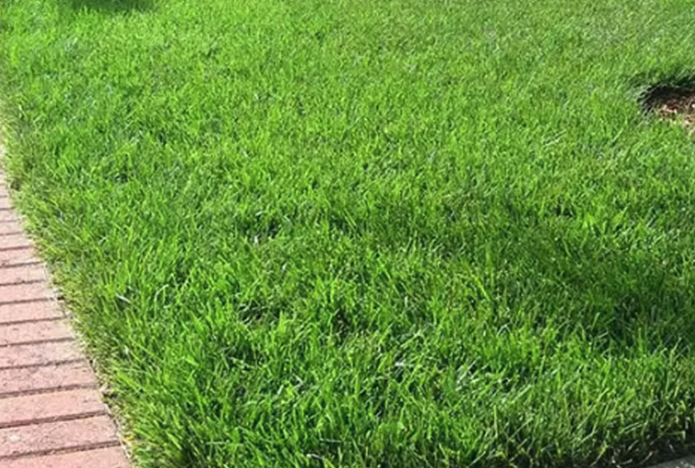 高羊茅的營養價值怎么樣?
