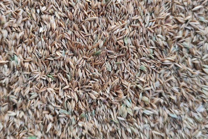 高羊茅的營養價值怎么樣?