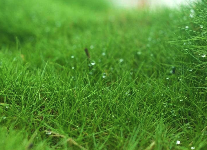 高羊茅容易種植成活嗎?