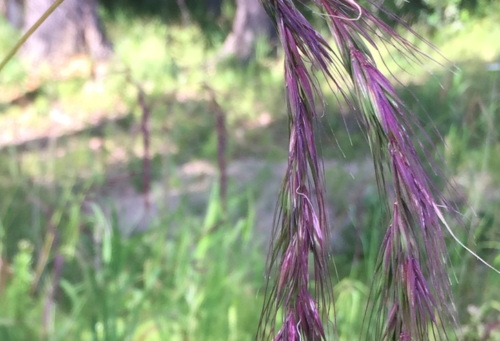 老芒麥感染葉銹病怎么治療?