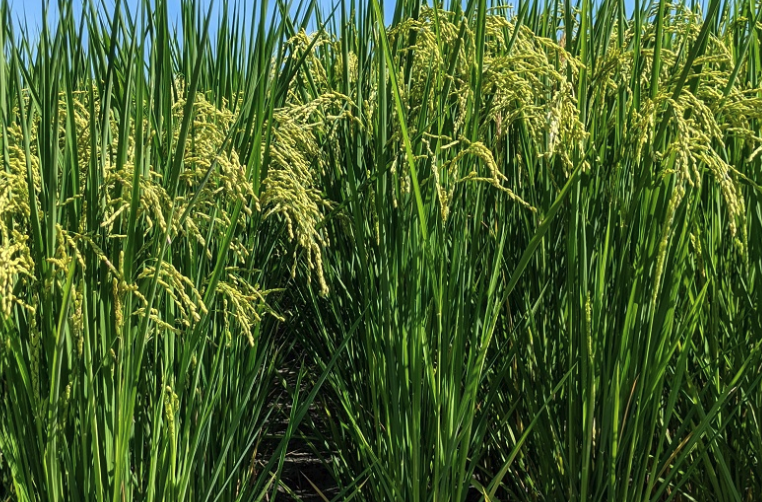 老芒麥對氮肥的需求量怎么樣?