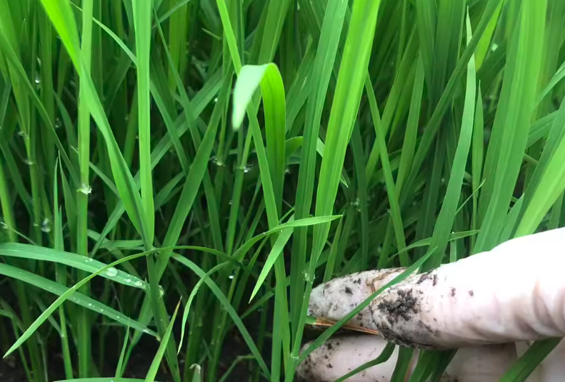 老芒麥的生態學特性?