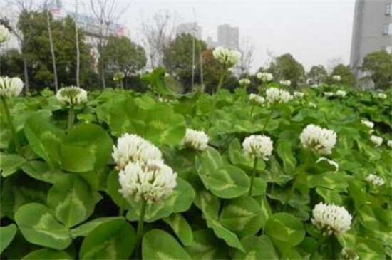白車軸草常見蟲害及防治方法,地老虎換土撒藥