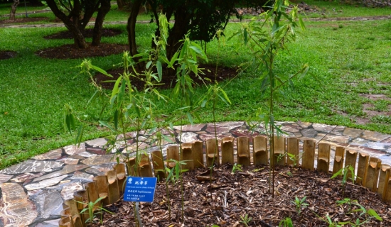 會“跳舞”的植物——跳舞草