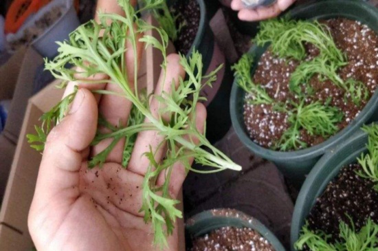 瑪格麗特打頂圖解,4個步驟打頂瑪格麗特