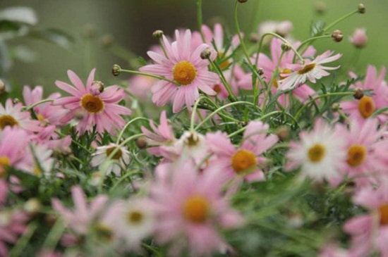 瑪格麗特不開花,施加磷鉀肥并去除頂芽