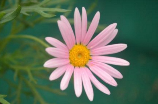 瑪格麗特不開花,施加磷鉀肥并去除頂芽