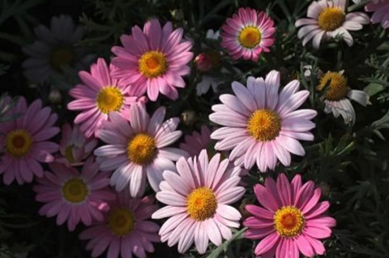 瑪格麗特不開花,施加磷鉀肥并去除頂芽