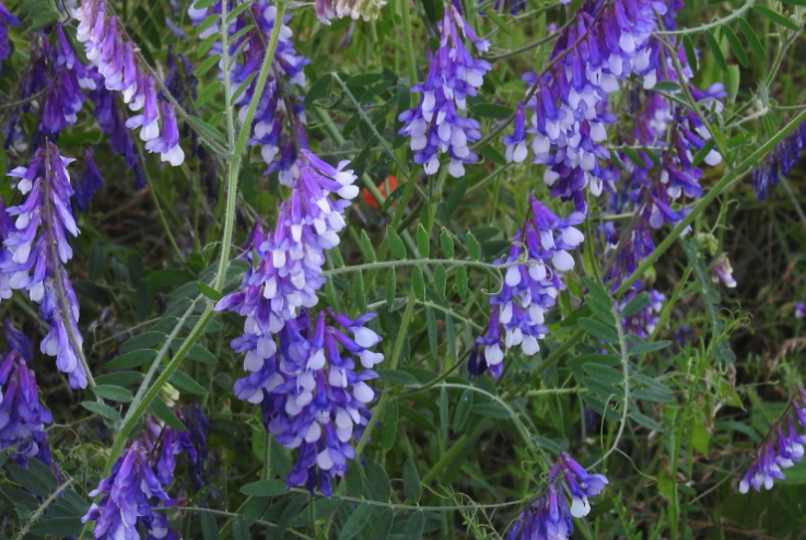 毛苕子和其他牧草混播的好處?