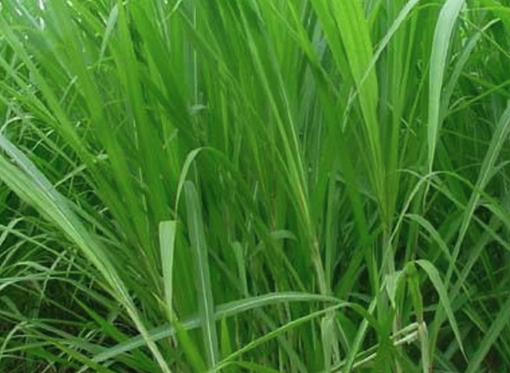 蘇丹草施底肥的時(shí)機(jī)?