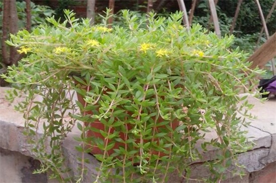 垂盆草怎么種,掌握6個步驟可迅速發芽