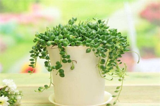垂盆草怎么種,掌握6個步驟可迅速發芽