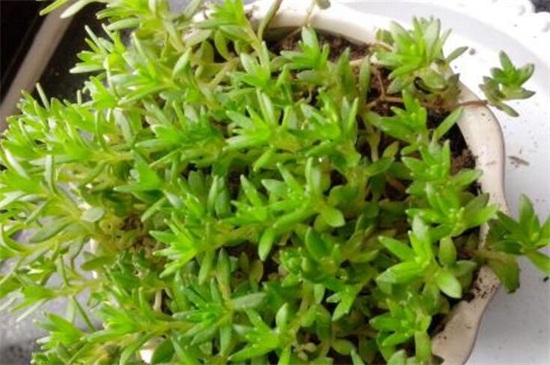 垂盆草怎么種,掌握6個步驟可迅速發芽