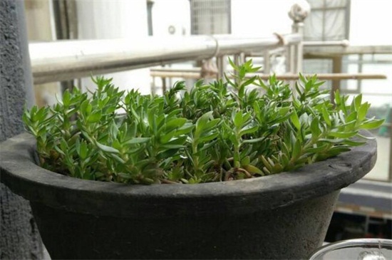 垂盆草怎么種,掌握6個步驟可迅速發芽