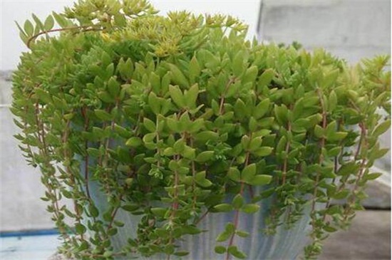垂盆草怎么種,掌握6個步驟可迅速發芽