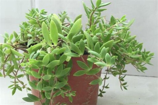 垂盆草怎么種,掌握6個步驟可迅速發芽