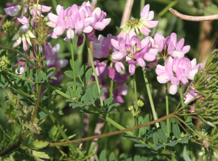 小冠花是什么植物,有什么形態(tài)特點(diǎn)?