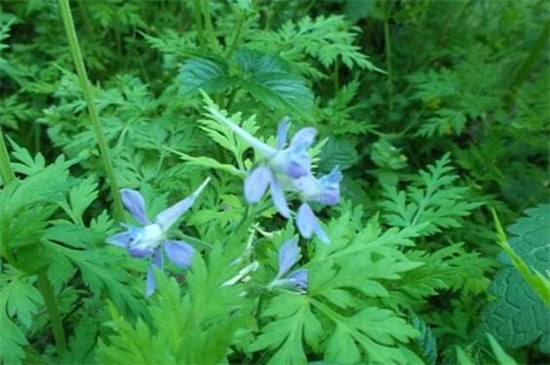 還亮草什么時候開花,花期大概在3~5月